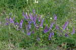 Winter vetch